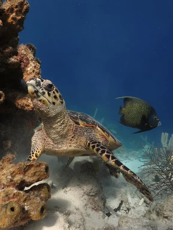 Wanapa Lodge Bonaire
