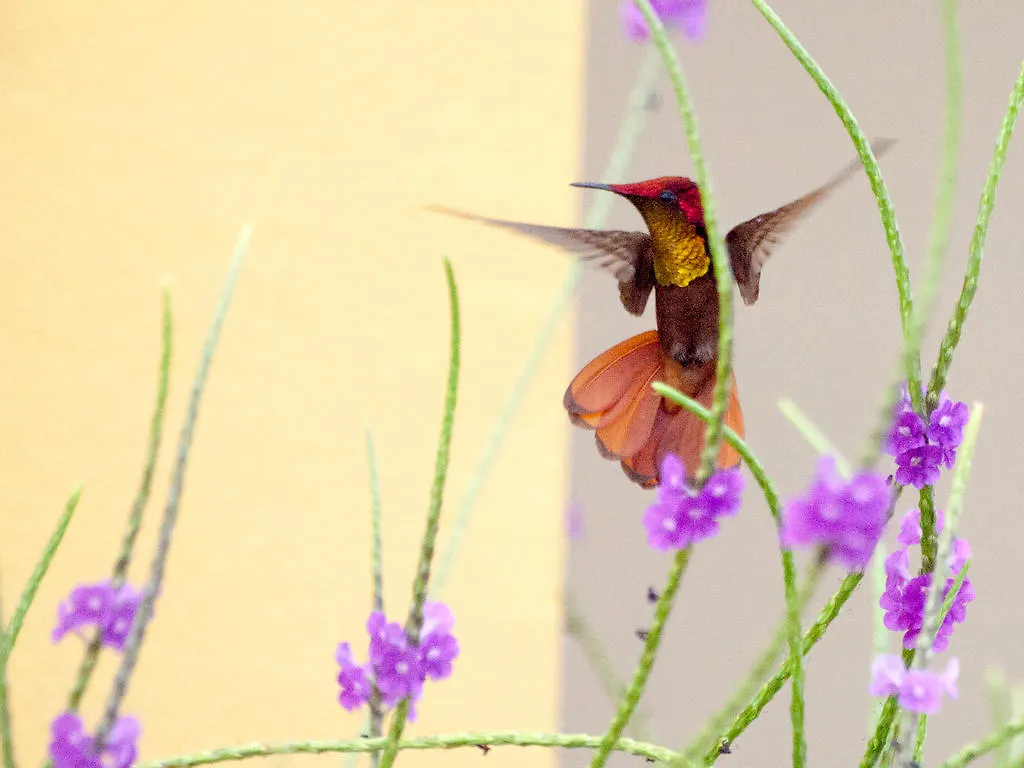 **** Aparthotel Wanapa Lodge Bonaire Bonaire, Sint Eustatius en Saba
