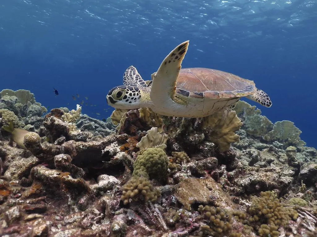 Wanapa Lodge Bonaire 4*,  Bonaire, Sint Eustatius en Saba